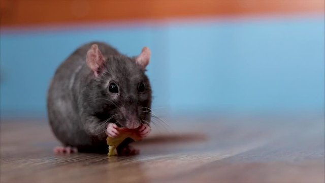 funny black rat eats an apple
