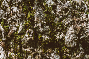 Felsstruktur. Pattern im Detail.