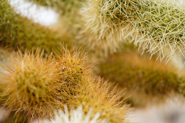 cactus close up