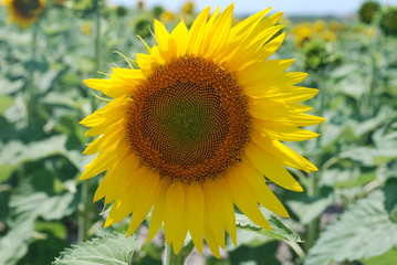 sunflower on a field