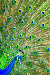 Fototapeta premium majestic blue peacock with its green tail unfolded