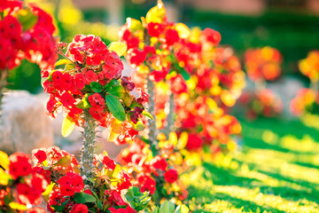 Red small decorative flowers with sharp spikes on tall stems growing in summer park.