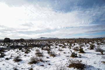 Joshua Tree covered in snow 