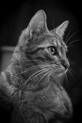 black and white tabby cat photo