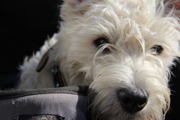 Westie in a carrier