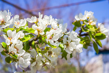 Delicate spring flower background. Blooming branch of a fruit-bearing pear tree with white flowers and green young leaves close-up on a plot of land against a blue sky, with soft focus