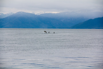 Fototapeta na wymiar orcas swimming in Alaska 