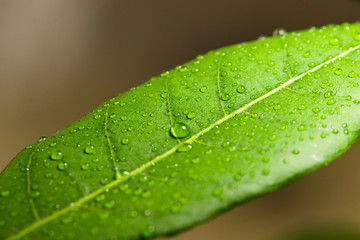 Fresh juicy green leaf in droplets of morning dew outdoors.