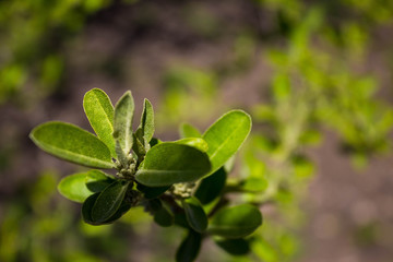 The cultivation of fruit trees, gardening. Young green branch of Shepherdia argentea with blooming leaves and tied berries close-up in the spring in the garden with a background blur.