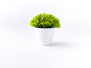 table plant isolated stock images.