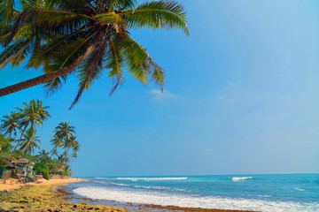 Palm trees on the shore of the Indian Ocean on the beach in Hikkaduwa, Sri Lanka.
