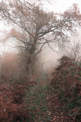 Morgennebel im herbstlichen Wald