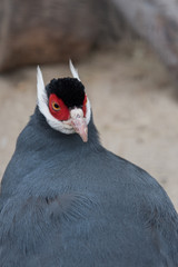 Portrait of a Blue Eared-Pheasant. Square photo of a bird. vertical format