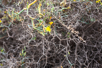 yellow flower in desert