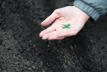 Garden holding in hand a radish seeds close up on garden soil background.