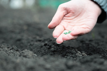 Garden holding in hand a radish seeds close up on garden soil background.