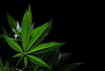 cannabis leaf on black background