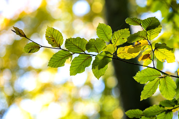 Close up of bright vibrant yellow leaves on a tree branches in autumn park. Detail of fall forest foliage.