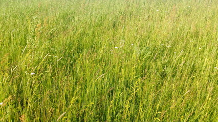 green grass background