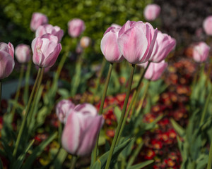 Pink tulips