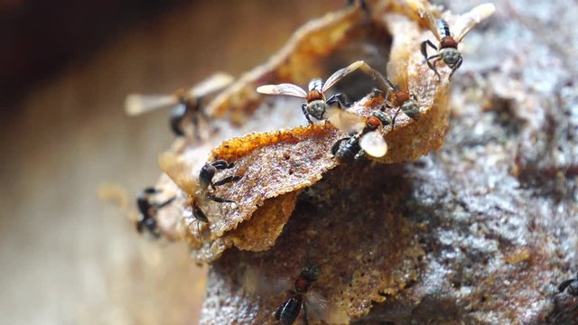Stingless bee or meliponines buzzing and flying around of beehive entrance