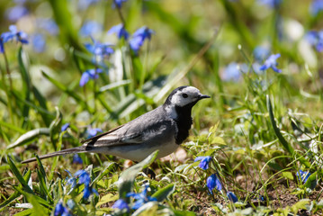 Obraz premium Selective focus photo. White wagtail, Motacilla alba bird on grass in park. Spring season.