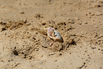 crab is climbing out of the sand of a beach