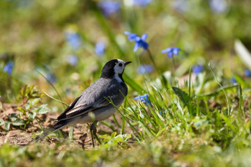 Selective focus photo. White wagtail, Motacilla alba bird on grass in park. Spring season.