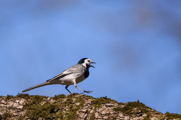 Selective focus photo. White wagtail, Motacilla alba bird on branch of tree in park. Spring season.