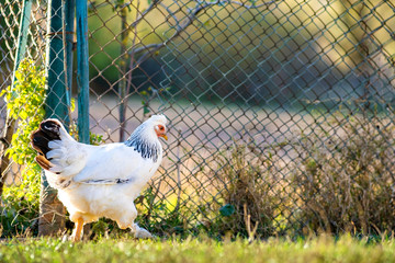 Hens feed on traditional rural barnyard. Detail of a hen head. Close up of chicken standing on barn yard with chicken coop. Chickens sitting in outdoor henhouse. Free range poultry farming concept.