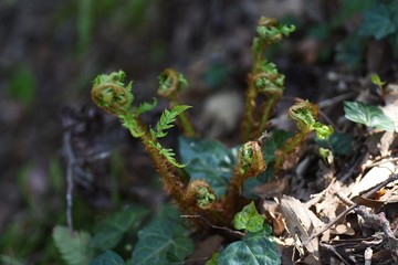 Fern (Pteridophyte) sprouts / Seedless rascular plant