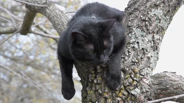 Closeup of a black cat resting between tree trunk and a branch, on an outdoor adventure, wearing a harness