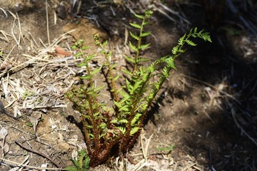 Fern (Pteridophyte) sprouts / Seedless rascular plant