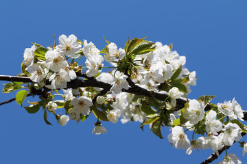 Sunlit blooming branch of fruit tree and clear blue sky at background on sunny day