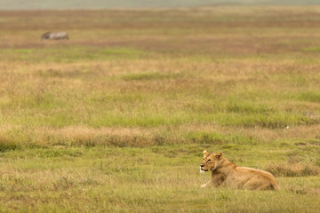 Naklejka na ściany i meble Lioness resting during safari in Ngorongoro National Park, Tanzania