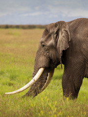 Naklejka na ściany i meble Single elephant in the grass during safari in Ngorongoro National Park, Tanzania