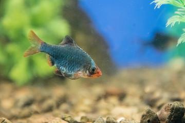 Fish Barbus tetrazona in a freshwater aquarium. portrait.