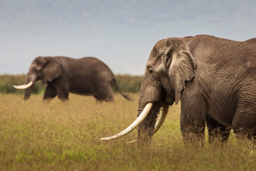 Naklejka na ściany i meble Elephants in the grass during safari in Ngorongoro National Park, Tanzania