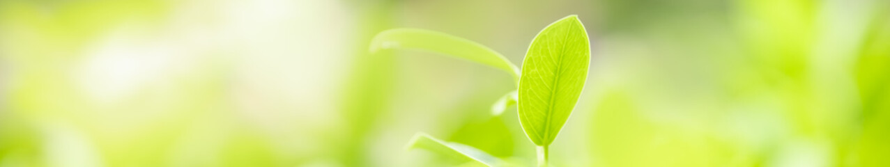 Closeup beautiful nature view of green leaf on blurred greenery background in garden with copy space using as background natural green plants landscape, ecology, fresh wallpaper cover concept.