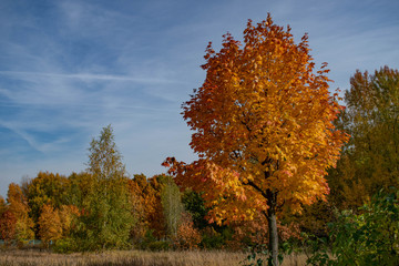green and orange autumn trees in the forest