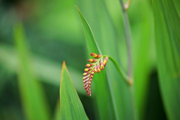 Nahaufnahme von Pflanzenteilen