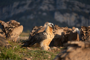 Wild Bearded Vulture walking on the north mountains of Catalonia.