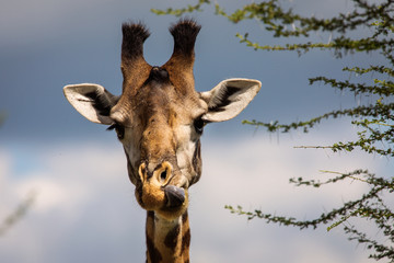 Head of a giraffe with tongue out in Tarangire National Park of Tanzania