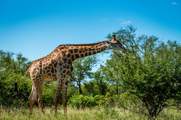 Wild giraffe during a safari in the Kruger National Park, Mpumalanga, South Africa