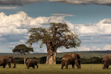 Family of elephants walking in safari at Tarangire National Park of Tanzania with baobab tree in...