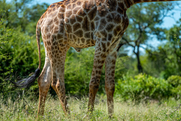 Naklejka na ściany i meble Wild giraffe during a safari in the Kruger National Park, Mpumalanga, South Africa