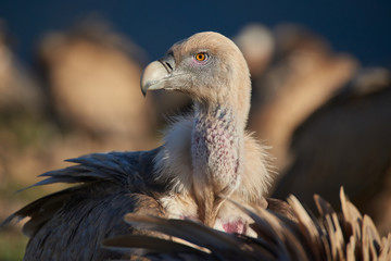 Portrait of a wild common vulture.