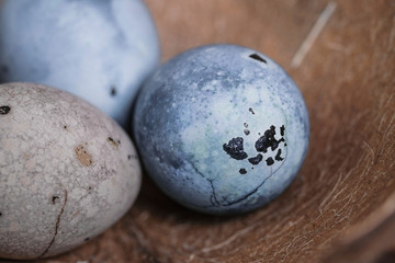 easter eggs with herbal decor