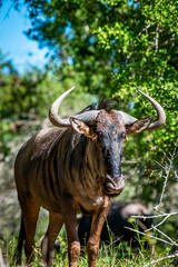 Wildebeest looking right into the camera in Krugerpark South-Africa