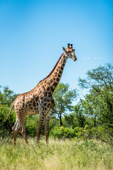 Wild giraffe during a safari in the Kruger National Park, Mpumalanga, South Africa
